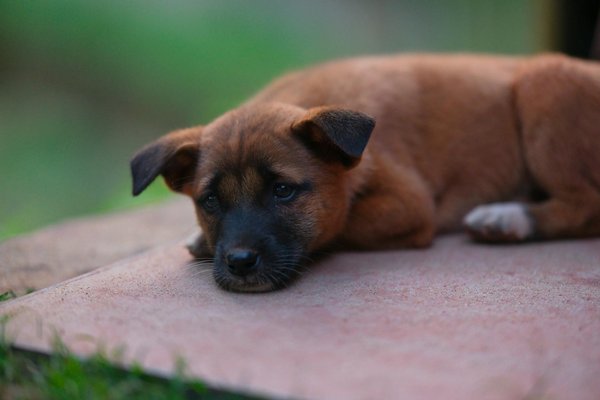 Can You Master the Technique of Perfect Crème Brûlée with a Variety of Flavors?