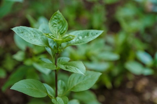 How to Build and Maintain a Sustainable Supply Chain for Eco-Friendly Small Businesses?